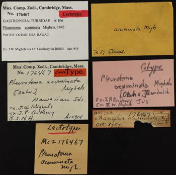 Media type: image;   Malacology 161785 Description: Image of specimen labels. Photographed for a researcher request.;  Aspect: Labels